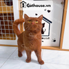  Mèo Anh Lông Ngắn Màu CINNAMON - ALN15139 
