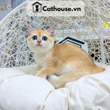  Mèo Anh Lông Ngắn màu Golden Ny12 - ALN09115 