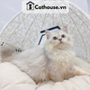  Mèo Anh Lông Dài Màu Silver Shaded - ALD03136 