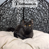  Mèo Anh Lông Ngắn Màu Black- ALN23143 