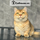  Mèo Munchkin Màu Golden - ALN17133 