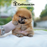  Chó Phốc Sóc ( Pomeranian ) Màu Orange - CPS019 