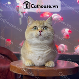  Mèo Munchkin Màu Golden - ALN17131 