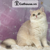  Mèo Anh lông ngắn màu Golden AY12 - ALN09135 