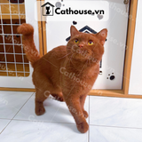  Mèo Anh Lông Ngắn Màu CINNAMON - ALN15139 