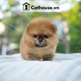  Chó Phốc Sóc ( Pomeranian ) Màu Orange - CPS019 