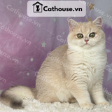  Mèo Anh lông ngắn màu Golden AY12 - ALN09135 
