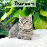  Mèo Anh Lông Ngắn Màu Classic Tabby - ALN06118 