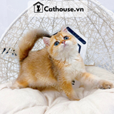  Mèo Anh Lông Ngắn Màu Golden - ALN09138 