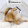  Mèo Anh Lông Ngắn Màu Golden - ALN09138 