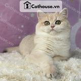  Mèo Anh lông ngắn màu Golden AY12 - ALN09135 