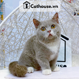  Mèo Munchkin Màu Bicolor Lilac - ALN17116 