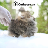  Chó Phốc Sóc ( Pomeranian ) Màu Blue Merle Tan- CPS207 