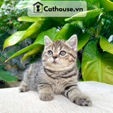  Mèo Anh Lông Ngắn Màu Classic Tabby - ALN06118 