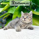  Mèo Anh Lông Ngắn Màu Classic Tabby - ALN06118 