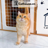  Mèo Anh Lông Ngắn Màu Golden - ALN09140 