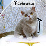  Mèo Munchkin Màu Bicolor Lilac - ALN17116 