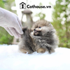  Chó Phốc Sóc ( Pomeranian ) Màu Blue Merle Tan- CPS207 