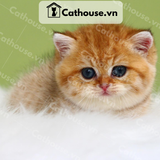  Mèo Anh lông ngắn màu Golden  - ALN0895 