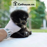  Chó Phốc Sóc ( Pomeranian ) Màu White - CPS054 