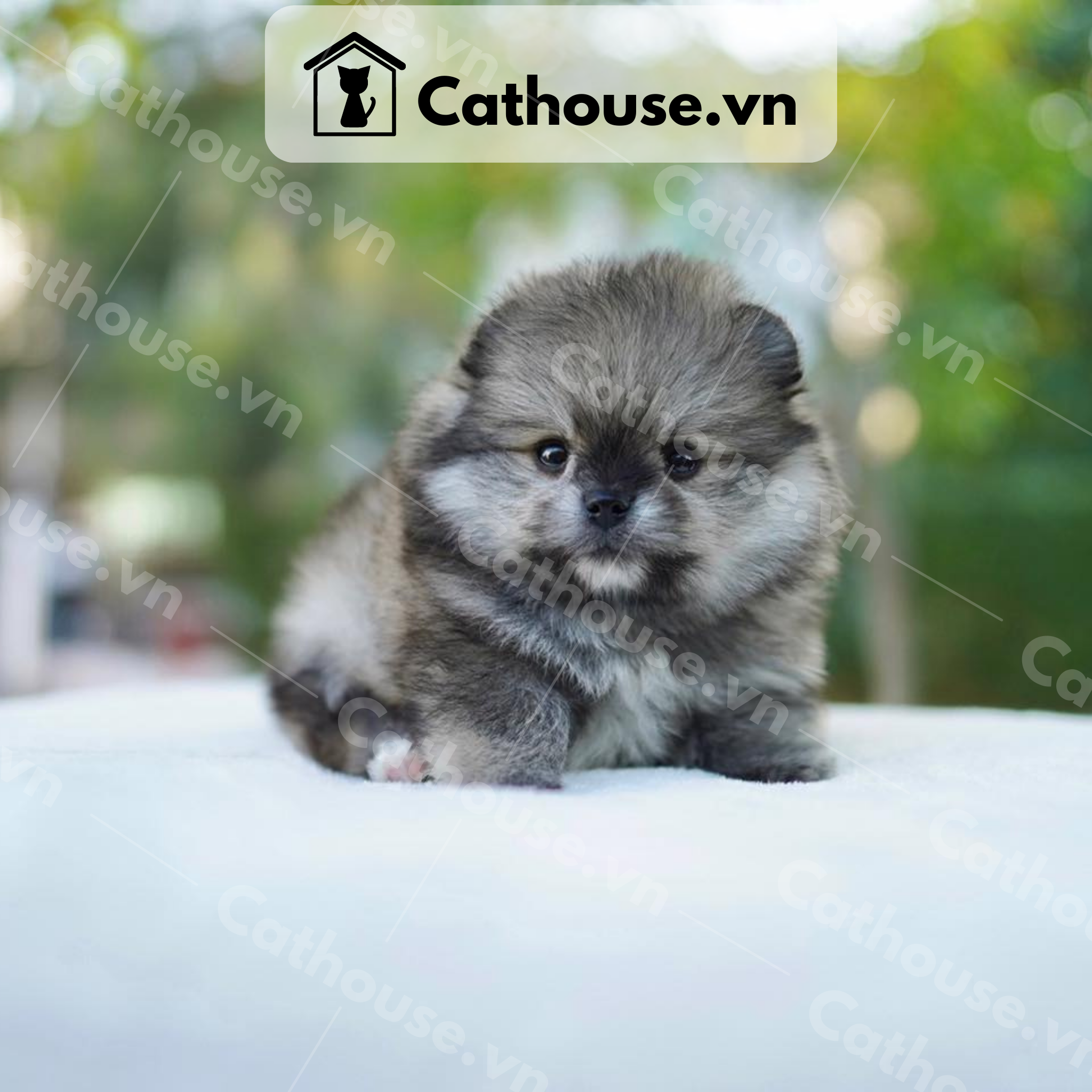  Chó Phốc Sóc ( Pomeranian ) Màu Blue Merle - CPS178 