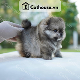  Chó Phốc Sóc ( Pomeranian ) Màu Blue Merle - CPS178 