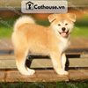  Chó Akita Inu màu vàng trắng 
