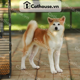  Chó Akita Inu màu vàng trắng 