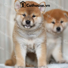  Chó Shiba Inu Màu Trắng Vàng 