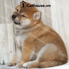  Chó Shiba Inu Màu Trắng Vàng 