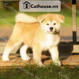  Chó Akita Inu màu vàng trắng 