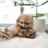  Chó Phốc Sóc ( Pomeranian ) Màu Orange Sable - CPS0211 