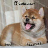 Chó Shiba Inu Màu Trắng Vàng 