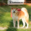  Chó Akita Inu màu vàng trắng 