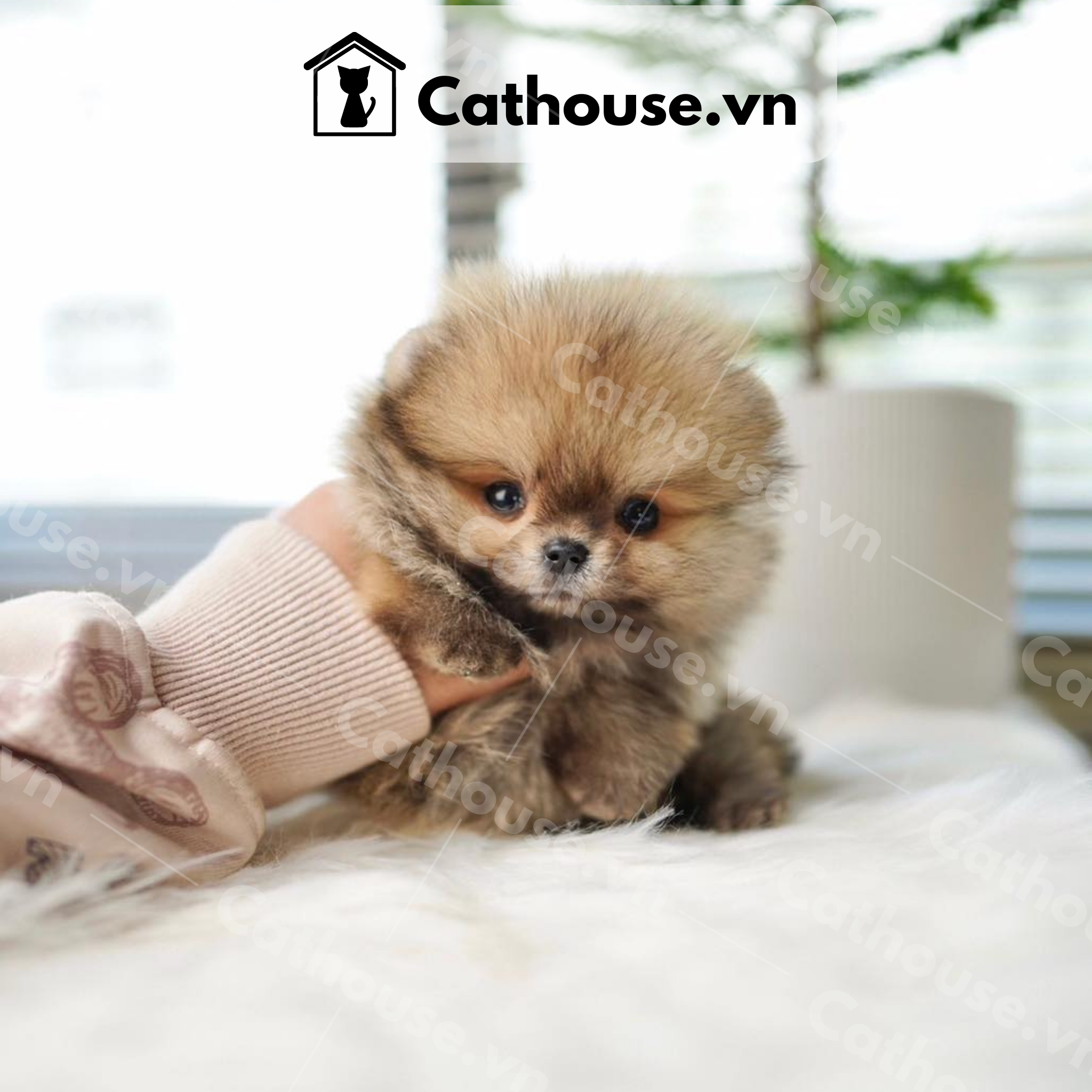  Chó Phốc Sóc ( Pomeranian ) Màu Orange Sable - CPS0211 