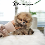  Chó Phốc Sóc ( Pomeranian ) Màu Orange Sable - CPS0211 