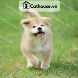  Chó Akita Inu màu vàng trắng 
