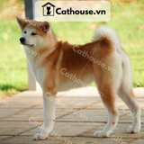  Chó Akita Inu màu vàng trắng 