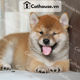  Chó Shiba Inu Màu Trắng Vàng 