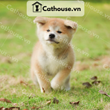  Chó Akita Inu màu vàng trắng 