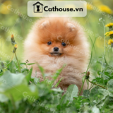  Chó Phốc Sóc ( Pomeranian ) Màu Orange - CPS011 