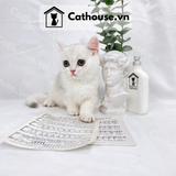  Mèo Anh Lông Ngắn Màu Silver Shaded - ALN0335 