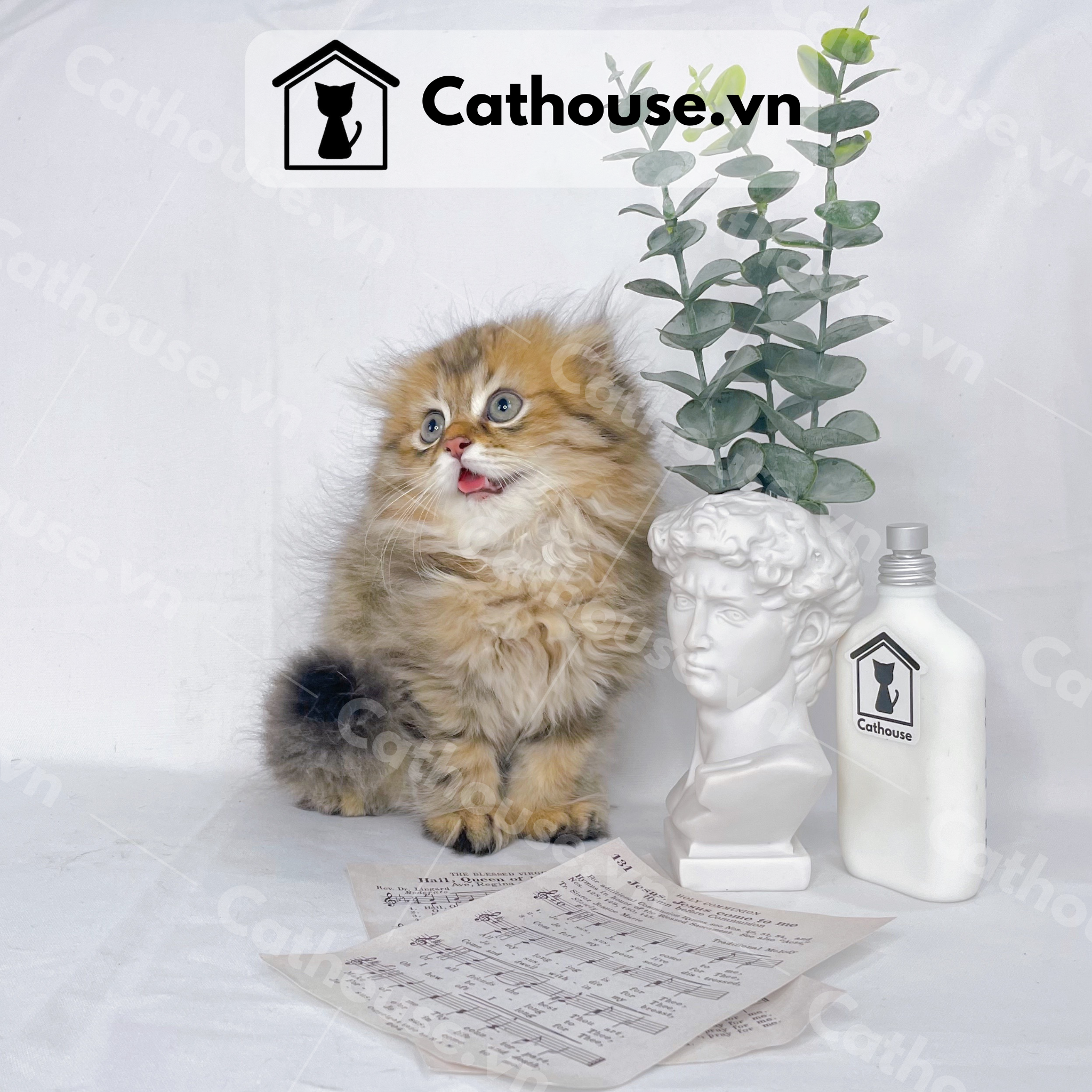  Mèo Anh Lông Dài Màu Golden Tabby - ALD1443 