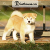  Chó Akita Inu màu vàng trắng 
