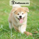  Chó Akita Inu màu vàng trắng 