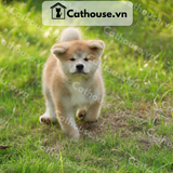  Chó Akita Inu màu vàng trắng 