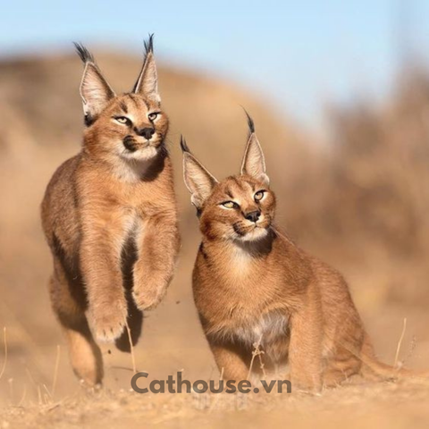 Mèo Caracal