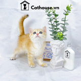  Mèo Anh Lông Ngắn Màu Golden Tabby - ALN1418 