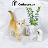  Mèo Anh Lông Ngắn Màu Golden Tabby - ALN1418 