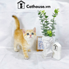  Mèo Anh Lông Ngắn Màu Golden Tabby - ALN1418 
